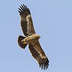 Steppe eagle (Aquila nipalensis).jpg