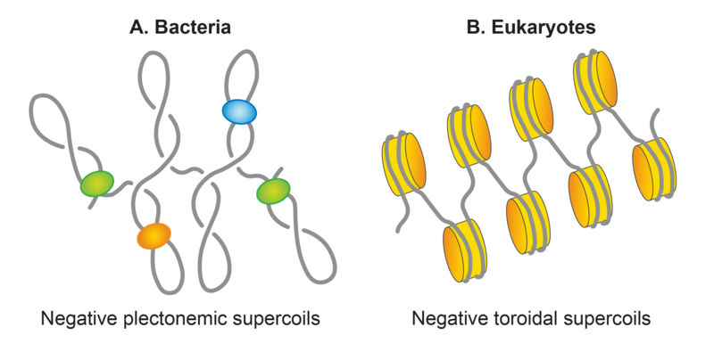 Subhash nucleoid 05