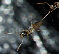 Tapinoma.melanocephalum.from.below