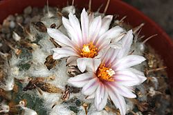 Turbinicarpus schmiedickeanus andersonii pm.JPG