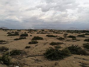 Archivo:Vegetació del desert a la província de Chiclayo