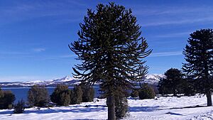 Archivo:Villa Pehuenia - Neuquén - Patagonia Argentina