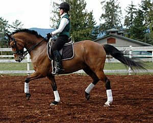Archivo:Working Trot