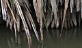 Xpandanus roots