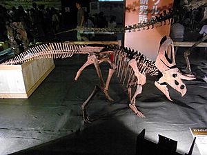 Archivo:Zuniceratops skeleton