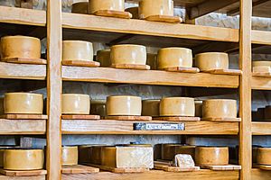 Archivo:20140507 Paški sir cheese from Pag