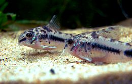 2corydoras-habrosus.jpg