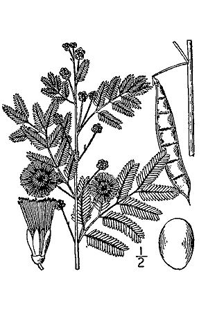 Archivo:Acacia angustissima BB-1913