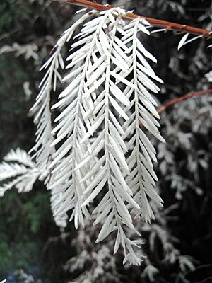 Archivo:Albino redwood