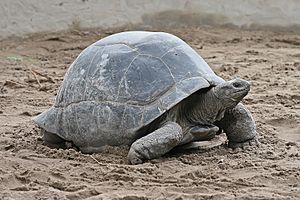 Archivo:Aldabra Giant Tortoise Geochelone gigantea edit1