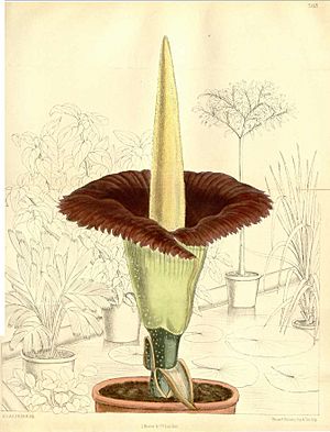 Archivo:Amorphophallus titanum (Matilda Smith)
