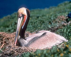 Archivo:Anacapa-California-Brown-Pelican