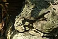 Anolis sagrei2