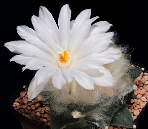 Archivo:Ariocarpus retusus v. scapharostroides1-4524