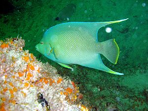 Archivo:Bermuda blue angelfish