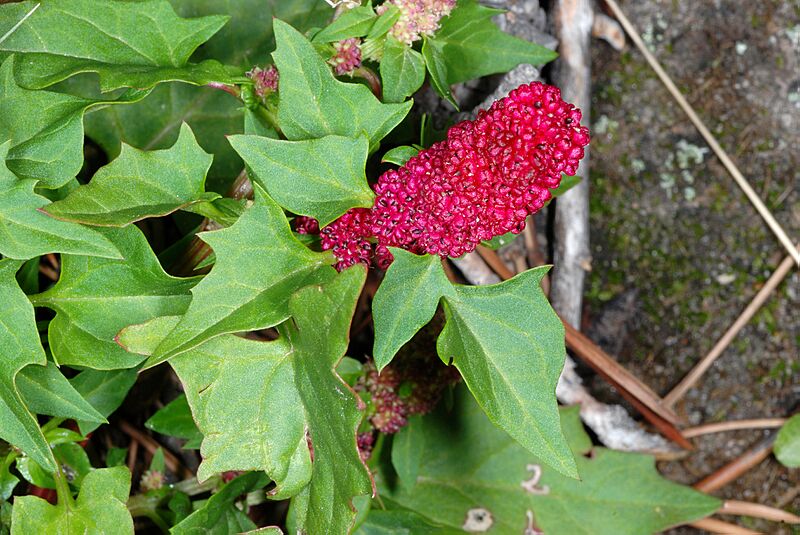 BlitumCapitatum1