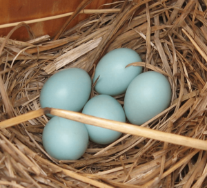 Archivo:Bluebird eggs