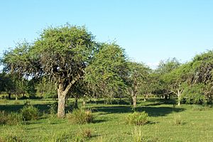 Archivo:Bosque de algarrobos Uruguay
