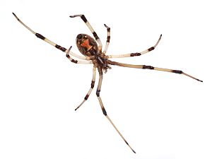 Archivo:Brown widow spider Latrodectus geometricus underside