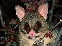 Archivo:Brush tail possum 4-colour corr