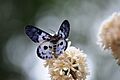 Butterfly n flowers (005)