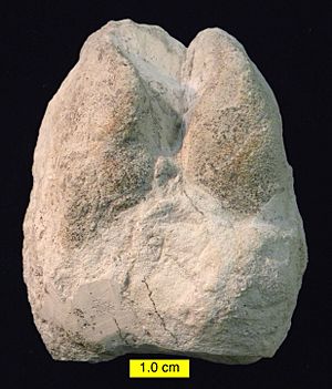 Archivo:CamelFootprintBarstowMiocene
