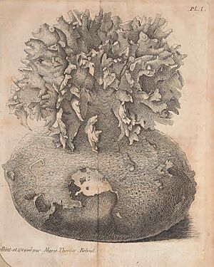 Archivo:Catalogue systématique et raisonné des curiosités de la nature et de l'art, qui composent le cabinet de M. Davila (1767) (14763747715)