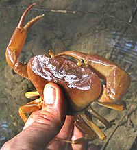 Archivo:Chiapas-freshwater-crab-view1