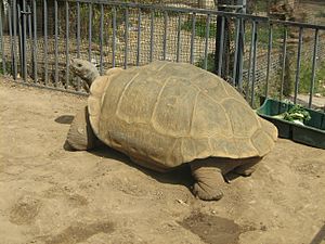 Archivo:Clarence the tortoise--Geochelone nigra