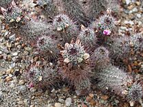 Archivo:Cochemiea grahamii syn. Mammillaria grahamii 2019-07-12 01