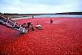 Cranberrys beim Ernten