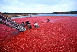 Archivo:Cranberrys beim Ernten