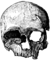 Cro-Magnon-female Skull