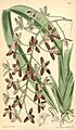 Cymbidium canaliculatum