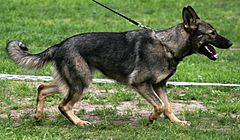 Archivo:Deutscher Schaeferhund in Bewegung