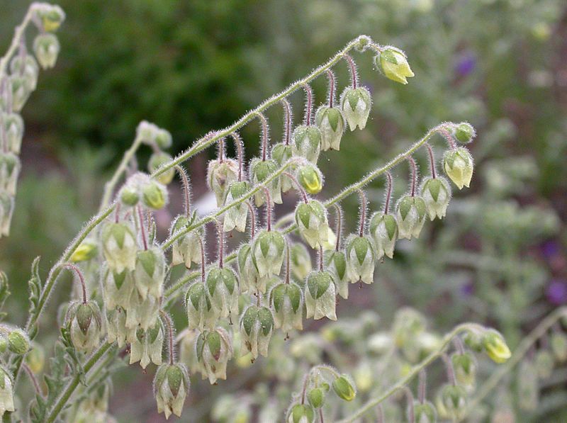 Emmenanthe penduliflora inflorescences 2004-05-17