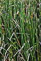 Equiseto de invierno (Equisetum hyemale), jardín botánico alpino-ártico, Tromsø, Noruega, 2019-09-04, DD 81