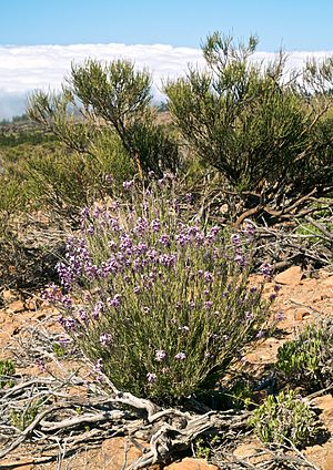 Archivo:Erysimum bicolor LC0220