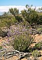 Erysimum bicolor LC0220