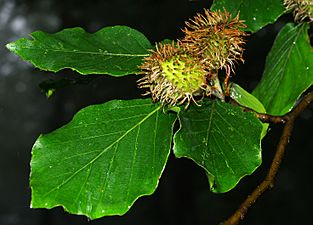 Fagus sylvatica - fruits and leaves