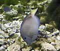 Fish 7 (4387346504)