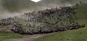 Archivo:Flock of Gissarian sheep in Tajikistan