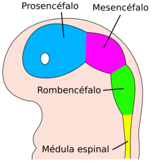 Archivo:Four week embryo brain