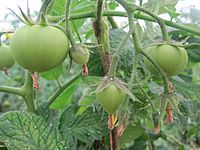Archivo:Frutos verdes de Solanum lycopersicum