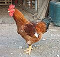 Gallus gallus male big