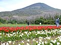 Hachijojima freesia festival 2007-03-21