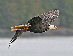 Archivo:Haliaeetus leucocephalus-ad-flight-USFWS