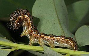 Archivo:Helicoverpa armigera larva