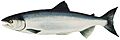 Lake Washington Ship Canal Fish Ladder pamphlet - ocean phase Sockeye