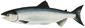 Archivo:Lake Washington Ship Canal Fish Ladder pamphlet - ocean phase Sockeye